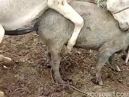 Man fuck sheep xxx jpg x Fucking sheep