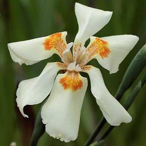 Dietes Butcheriana - 10 Seeds - Seeds and Plants
