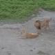 'GMA' on Safari Showcases Majestic Animals in Their Habitat 