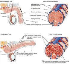 Porn induced erectile dysfunction causes and solutions png x Erectile dysfunction cure