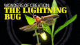 The Fascinating World of Fireflies: Nature's Bioluminescent Wonders ile ilgili video