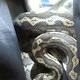 Melbourne police officer searches backpack and finds a snake 