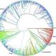 'Open Tree Of Life' Shows How 2.3 Million Earthlings Are Related, From ... 