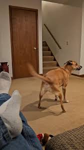 dog fucks helper motherless|Search - [soft] | MOTHERLESS.COM ™