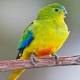 Orange-bellied parrot population dwindling; urgent response ordered to save ... 