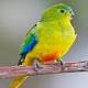 Orange-bellied parrot population dwindling; urgent response ordered to save ... 