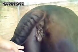 Big dick fuck horse pussy compilation male zoo porn jpg x Man fucks horse pussy