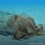 El fascinante mundo de los cefalópodos ile ilgili video