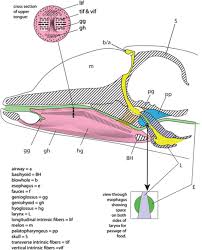 sperm on tongue|Two Funny Drawn Sperm Girl Boy Stock Vector (Royalty Free) 69363766 |  Shutterstock