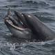 Dolphins recorded having a conversation 'just like two people' for first time 