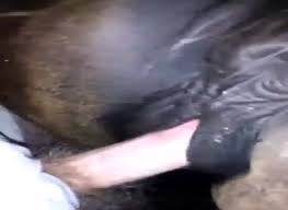 Horse pussy porn videos jpg x Man fucks horse pussy