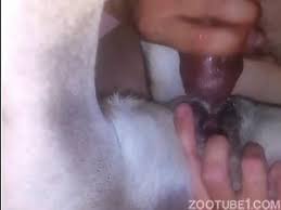Fuck a sheep extreme porn video luxuretv jpg x Man fucks sheep