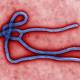 Ebola: Man tested for deadly virus in UK - increasing fears over threat to Britons