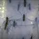 4 new non-travel-related Zika cases reported in Miami-Dade County 