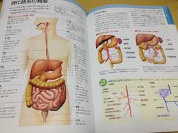 人体解剖|Amazon.co.jp: 85センチメートル人体胴体模型、人体解剖学、4 D解剖学教育資源は21個の部分を分解でき、医学模型 : 産業・研究開発用品