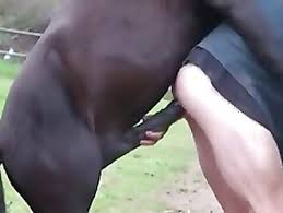 Girl fucked horse jpg x Girl fucked by horse
