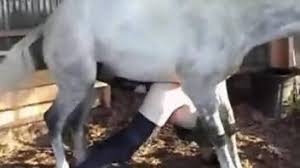 White stallion penetrating a mare oozing pussy jpg x White stallion