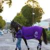 日曜メインレースの注目激走馬…中京１１Ｒチャンピオンズカップ ...