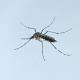 CDC Director on Fighting Zika: 'There Is So Much That We Need To Do' 