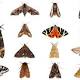 Animal Mutation: How Did Moths Survive In 1800s Industrial Britain? 