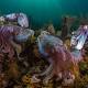Swarms of Octopus Are Taking Over the Oceans 