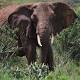African Elephant Population Dropped 30 Percent in 7 Years 