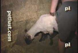 Fine moments a guy fucks a sheep in the pussy and comes inside jpg x Man fucks sheep