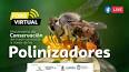 La importancia de las hormigas en los ecosistemas forestales ile ilgili video