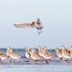 Migratory birds make journey from Alaska to Adelaide 