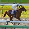 【ジャパンC】パリ大賞覇者オネストは7着 ルメール「アンラッキー ...