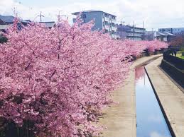 川津桜|早咲きの花に春を感じる！ 河津桜の名所4選（岡山市・倉敷市）｜おか旅 | 岡山観光WEB【公式】- 岡山県の観光・旅行情報ならココ！