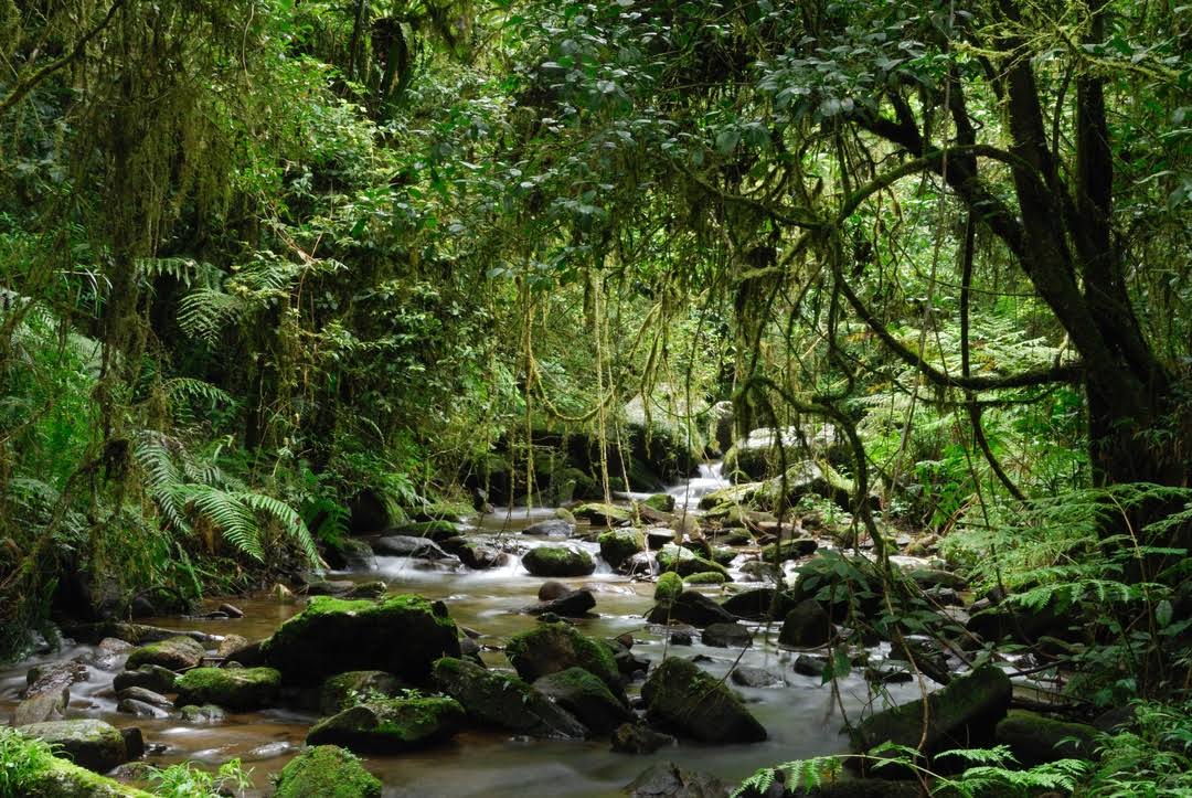 Ranomafana National Park image