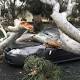 Driver escapes uninjured after tree falls on car in Canberra 