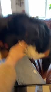 Teen dog fuck|Big ass Latina with dog - XVIDEOS.COM