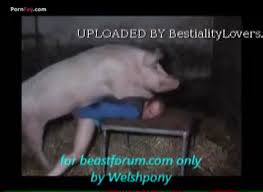 Bestiality loving man takes care of a pig luxuretv jpg x Man fucks pig