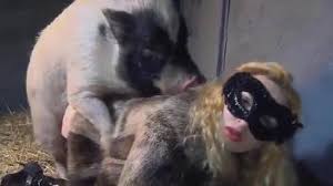 Big pig showing this woman who is the boss jpg x Pig fucks woman