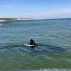 Researchers find 14-foot great white shark off Cape Cod 