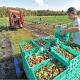 Palmview's Strawberry Fields forever busy 