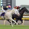 ソングラインが優勝 競馬のヴィクトリアマイル