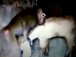 Man fucks deer jpg x Man fucks deer