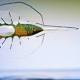 Artificial stingray is 'living robot' 