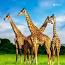 A História Fascinante das Girafas ile ilgili video