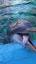 La Fascinante Historia de los Delfines ile ilgili video