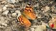 El Fascinante Mundo de las Alas Mariposas ile ilgili video