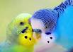 Image result for u202bپرنده اي به نام مرغ عشقu202c