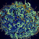 HIV Advancements, Genetic Alteration and Revived Newborns