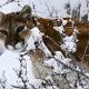 Colorado Approves Controversial 'Predator Control Plans' To Help Mule Deer Population 