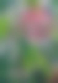  西村理香 無修正|美少女純愛マガジン 1999.9 西村理香＋切り抜き100p前後