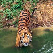 Delhi To Sariska Wildlife Tour Packages