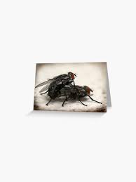 Michael fly jpg x Of flys